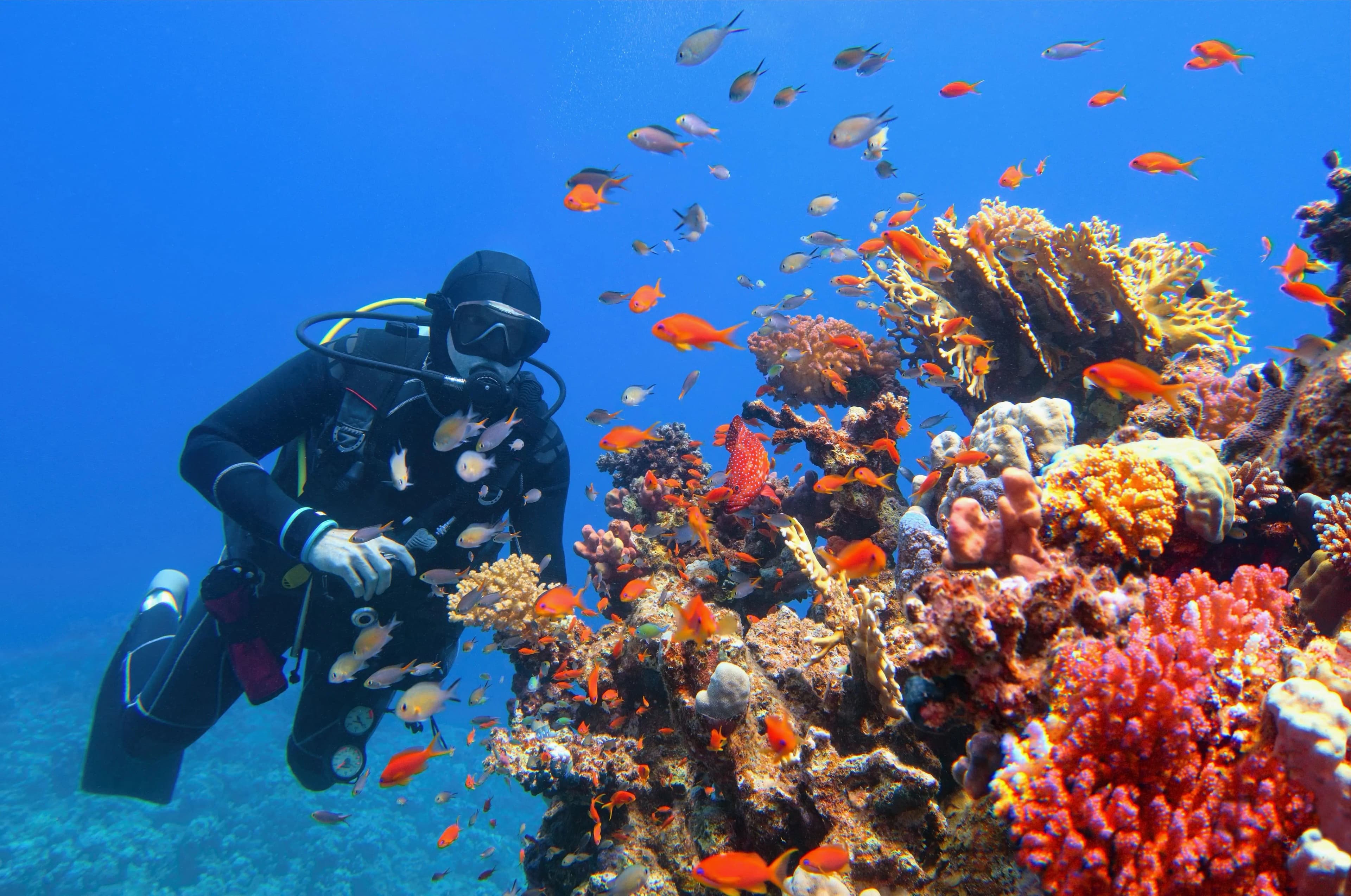Viagens Esportivas Mergulho Viagens Esportivas Mergulho